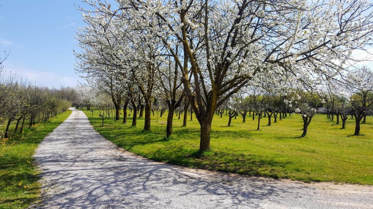 Agriturismo Borgo Borromeo Rubano Ngoại thất bức ảnh